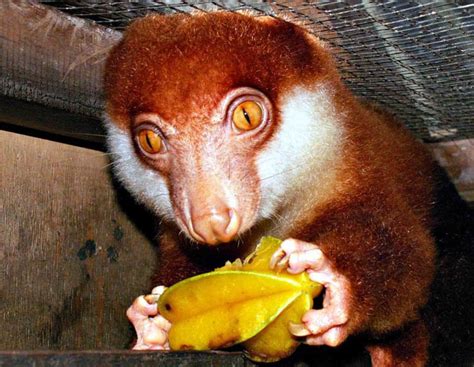 Cuscus - Alchetron, The Free Social Encyclopedia