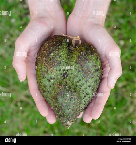 Guanabana fruit hi-res stock photography and images - Alamy