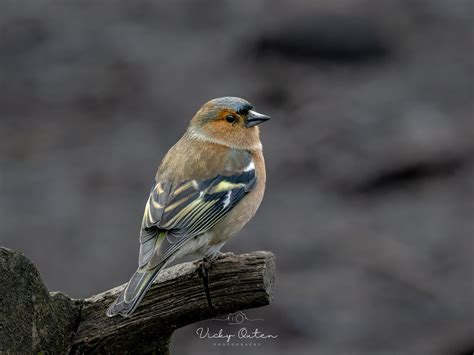 Male Chaffinch Vicky Outen Flickr