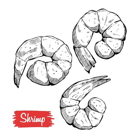 Premium Vector Hand Drawn Sketch Style Seafood Set Shripms Prawns