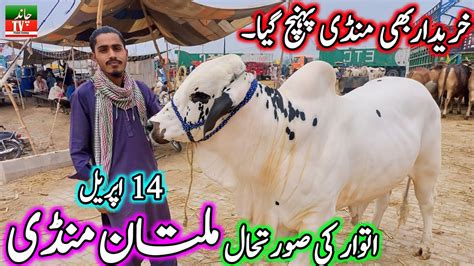 Today Sunday Multan Cow Mandi Fresh Latest Update 14 04 2024 Cow