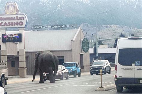 Video Elephant Escapes Circus Wanders Streets Of Montana Nbc 6