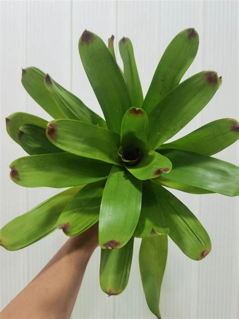 Bromeliad Vriesea Philippo Coburgii Lazada