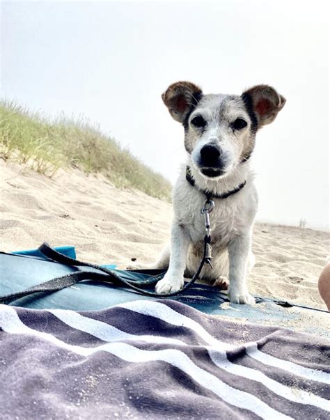 Ella Trauer Um Hunde Verstehen Und Bew Ltigen Lebewohl Fellnase