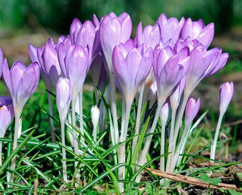 Крокус
