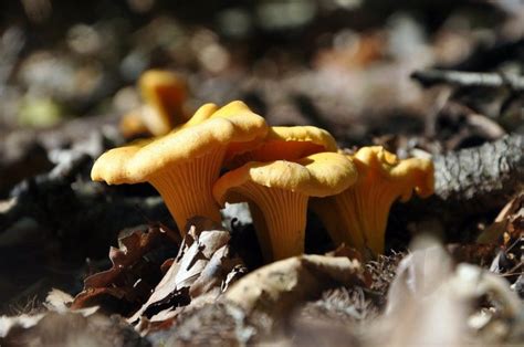 32 Types Of Edible Orange Mushrooms – Plant Grower Report