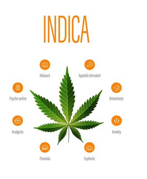 Understanding Different Types of Medical Cannabis - Premier Neurology ...