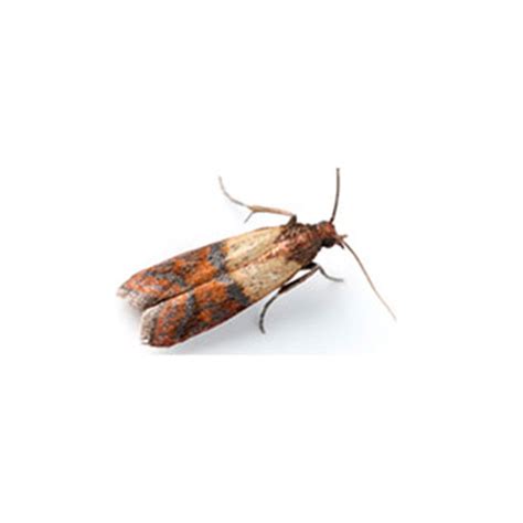 Indian Meal Moth Identification, Habits & Behavior | Vermont Pest Control