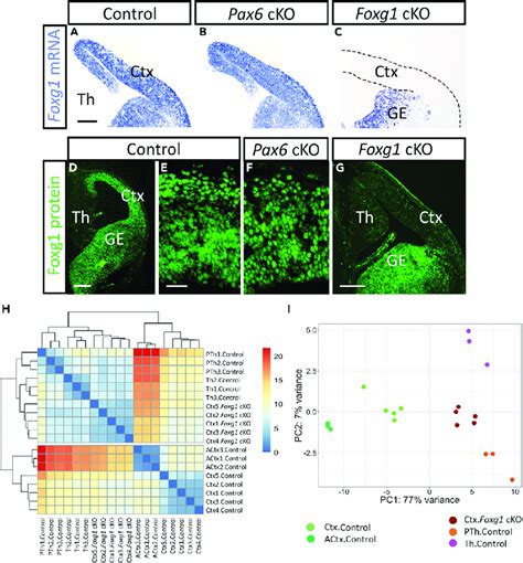 Foxg Deletion In The Embryonic Cortex Makes Its Profile Of Expression