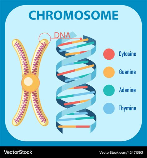Diagram showing human chromosome Royalty Free Vector Image 
