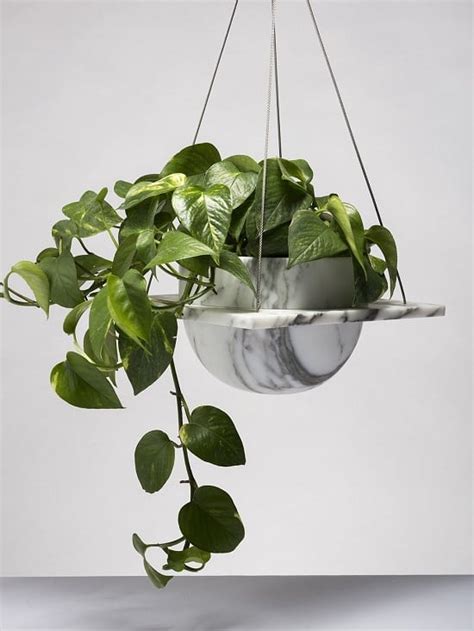 11 Romantic Heart Shaped Leaf Plants To Grow Indoors | Balcony Garden Web