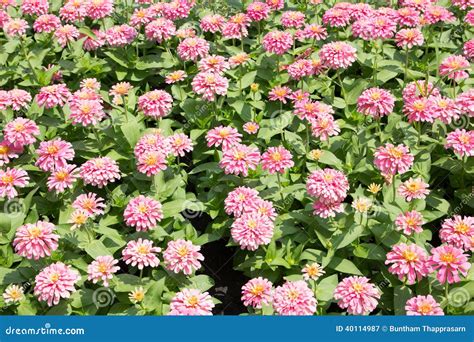 Rosa Chrysanthemen Blumen Sommer Feld Stockbild Bild von knospe grün