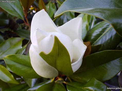 Семейство Magnoliaceae /Магнолиеви/ – BOTANICA.gallery