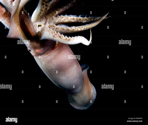 Dosidicus gigas mexico hi-res stock photography and images - Alamy