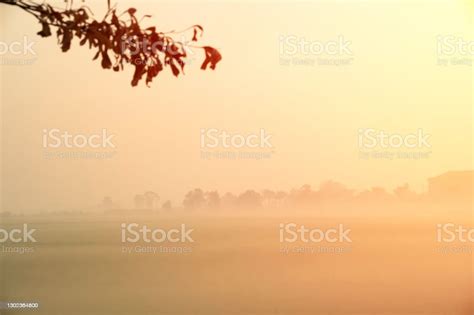 Pm25 Unhealthy Air Pollution Dust Smoke In The Rural Rice Field Low