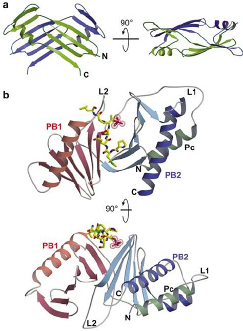 Structures Of The Sak Polo Box And Plk1 Pbd A A Homodimer Of The