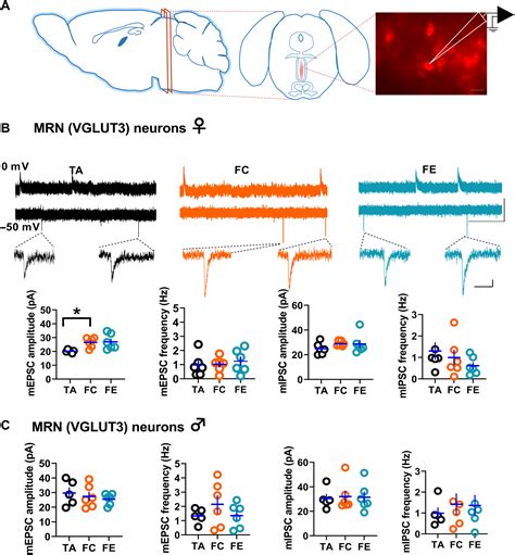 Sex Specific Modulation Of The Medial Prefrontal Cortex By