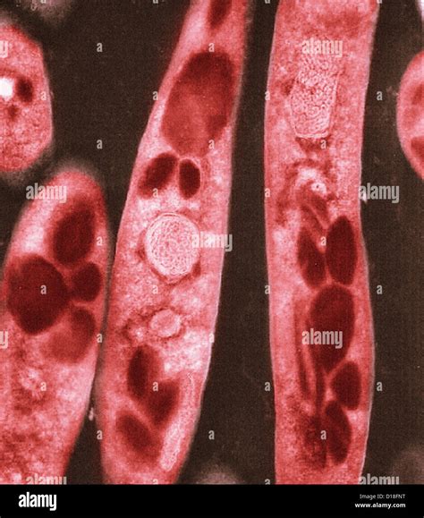 Micrografía De Electrones De Bacillus Anthracis Es Una Bacteria