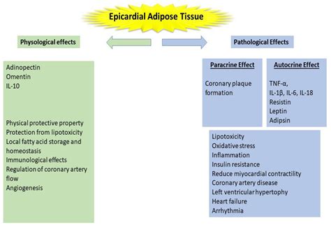 Jcm Free Full Text The Relationship Of Epicardial Adipose Tissue And Cardiovascular Disease