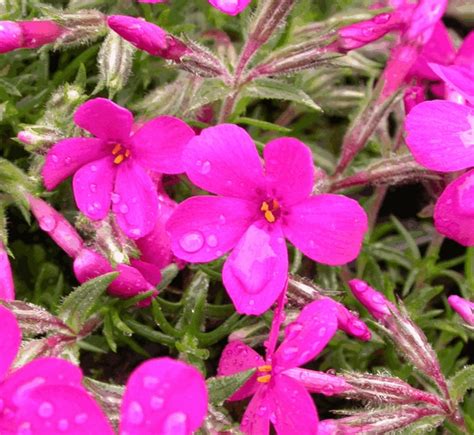 Phlox Douglasii Crackerjack Vaste Planten De Swaef BV