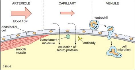 Acute Inflammation - TeachMeSurgery