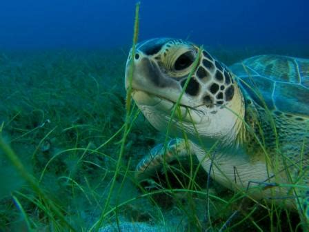 Green Sea Turtle Facts and Pictures