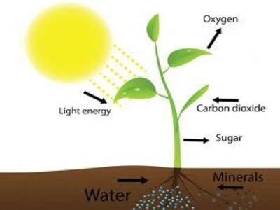 An Autotroph - Assignment Point