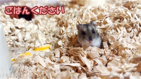 【ハムスター】ごはんを待つ姿が可愛いジャンガリアンハムスター【4k】cute Djungarian Hamster Waiting For