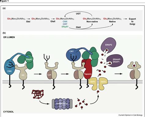 The Quality Control Of Mhc Class I Peptide Loading Semantic Scholar