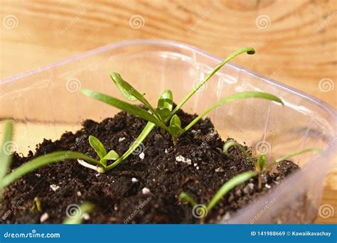 Young Shoots Of Spinach In A Pot Stock Image Image Of Delicious