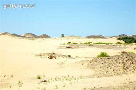 Lonely Tree In The Desert Sands On A Hot Sunny Day Sultanate Of Oman