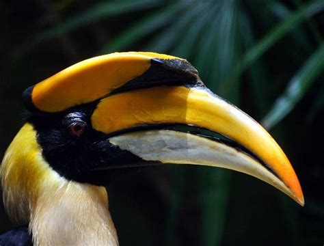 Rhinoceros Hornbill | The Animal Facts | Appearance, Diet, Habitat