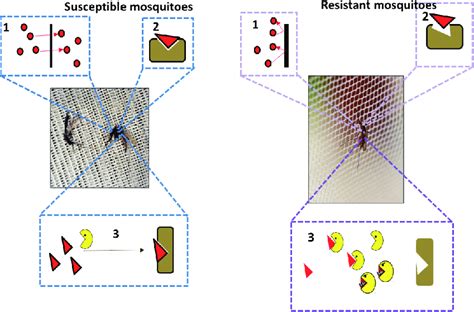 Illustration Of The Physiological Insecticide Resistance Mechanisms In