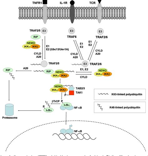 Figure 1 from IkB kinase b (IKKb/IKK2/IKBKB)—A key molecule in ...