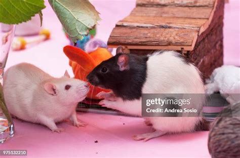 466 Love Rat Stock Photos, High-Res Pictures, and Images - Getty Images