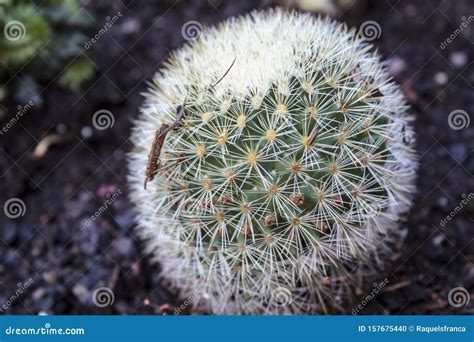 Pincushion Cactus Mammillaria Crinita Cactus Stock Photo Image Of