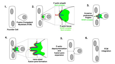 Chen Lab Images