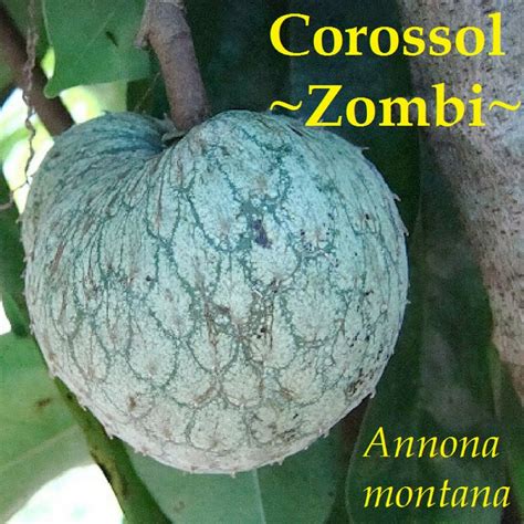 Corossol Zombi Annona Montana Mountain Soursop Live Sm Potd Plant