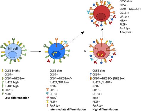 Human Natural Killer Nk Cell Differentiation And Adaptation