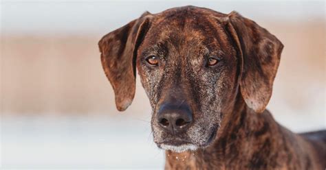 Rhodesian Labrador: Rhodesian Ridgeback Lab Mix Guide | Puplore