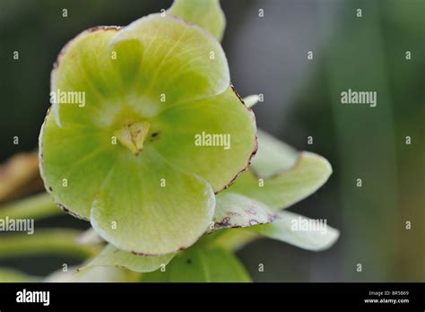 Stinking Hellebore Dungwort Bears Foot Helleborus Foetidus