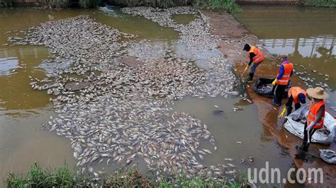 影／梧棲大排連二天上萬尾魚暴斃 附近居民和民代不滿情緒爆表 中彰投 地方 聯合新聞網