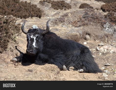 Relaxing Yak Nepal Image And Photo Free Trial Bigstock