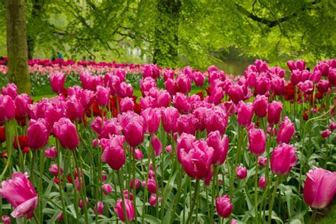 Roze Tulpen In Tuin Stock Afbeelding Image Of Schoonheid