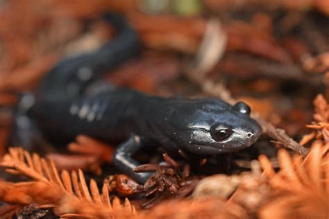 Santa Cruz Black Salamander Aneides Niger Santa Cruz Mou Flickr