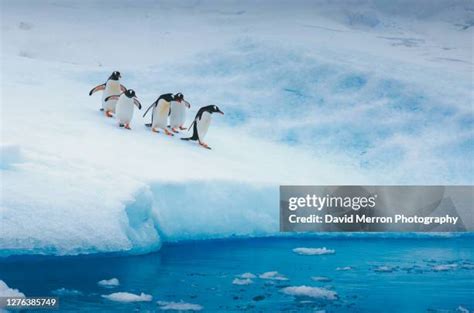 311 Penguin Migration Stock Photos, High-Res Pictures, and Images ...