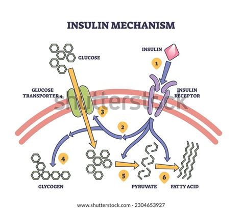 Insulin Mechanism Explanation Medical Process Steps Stock Vector