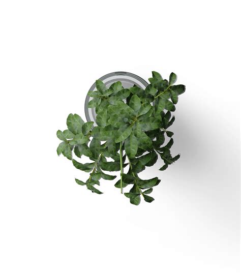 Plant In Vase Mockup V6 Top View Mockup Store Creatoom