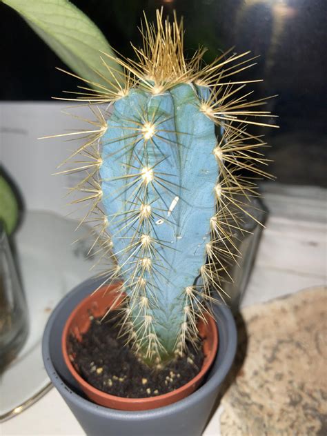 Cactus Id R Whatsthisplant