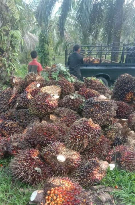 Bikin Sumringah Harga TBS Sawit Di Jambi Naik Lagi Elaeis Co